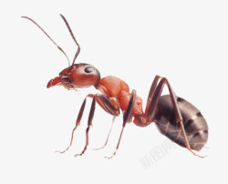 蚁后一只蚂蚁高清图片