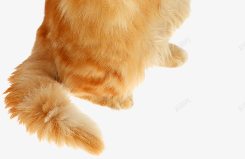 站立的黄毛猫咪实物图png免抠素材_新图网 https://ixintu.com 动物 可爱的 实物图 尾巴 毛发 猫咪 站立