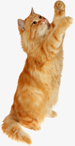可爱恶魔尾巴站立的黄毛猫咪实物图高清图片