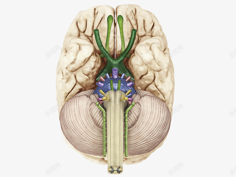 大脑神经png免抠素材_新图网 https://ixintu.com 人体经脉 人体结构 动物血管 叶脉 心血管系统 生物医学插图 脉管束