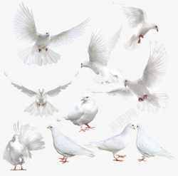 布拉格创意白色布拉格广场上的鸽子高清图片