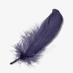 鸟毛紫色羽毛元素高清图片