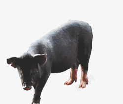 猪蹄筋实物严肃的黑猪高清图片