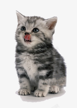 开爱等待喂食物的一只小猫高清图片