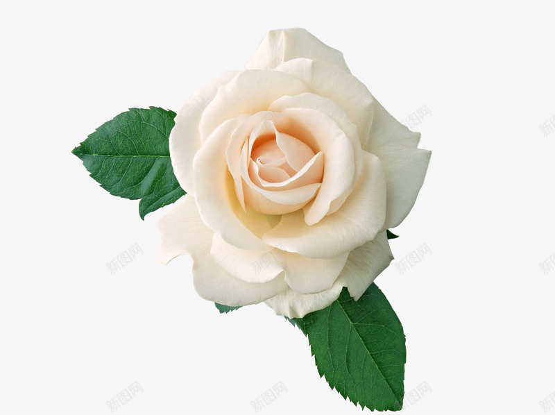 傲娇的白玫瑰png免抠素材_新图网 https://ixintu.com 植物 白玫瑰 花 花朵
