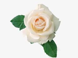 白玫瑰花傲娇的白玫瑰高清图片