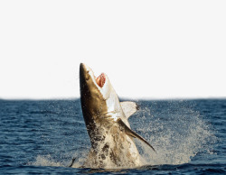 海水海面跃出海面的凶悍鲨鱼高清图片