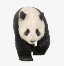 去眼圈行走的熊猫高清图片