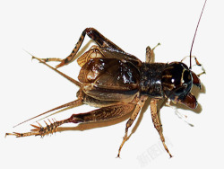 蟋蟀蟋蟀昆虫高清图片
