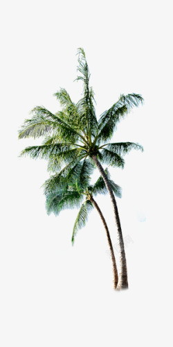 沙滩椰子树简约素材