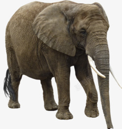 大象的侧面好年迈的大象高清图片