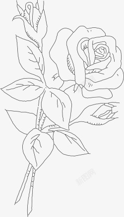 玫瑰线描图一支玫瑰花线稿矢量图高清图片
