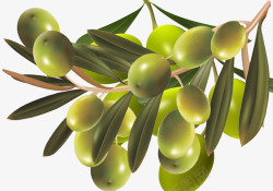 油橄榄素材油橄榄营养品高清图片
