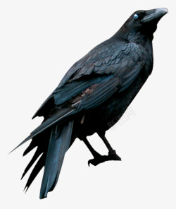 黑乌鸦恐怖乌鸦高清图片