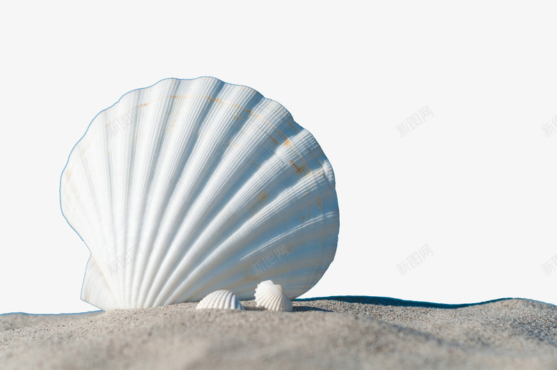 沙滩上的贝壳png免抠素材_新图网 https://ixintu.com 大海 沙滩 白色 贝壳