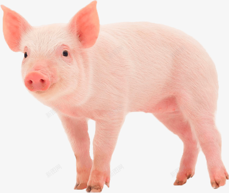 家养小猪png免抠素材_新图网 https://ixintu.com 动物 动物世界 动物园 家养 小猪 猪崽 生物 粉色 野生动物