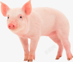 粉色小猪矢量家养小猪高清图片
