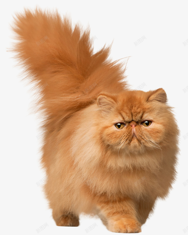 猫波斯猫黄色的猫png免抠素材_新图网 https://ixintu.com 波斯猫 猫 竖尾巴的猫 黄色波斯猫 黄色的猫