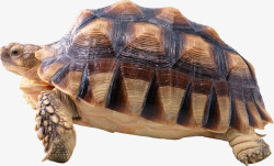 乌龟壳乌龟实物图高清图片