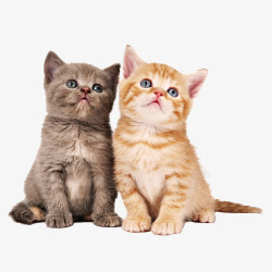 活体动物两只小猫咪高清图片