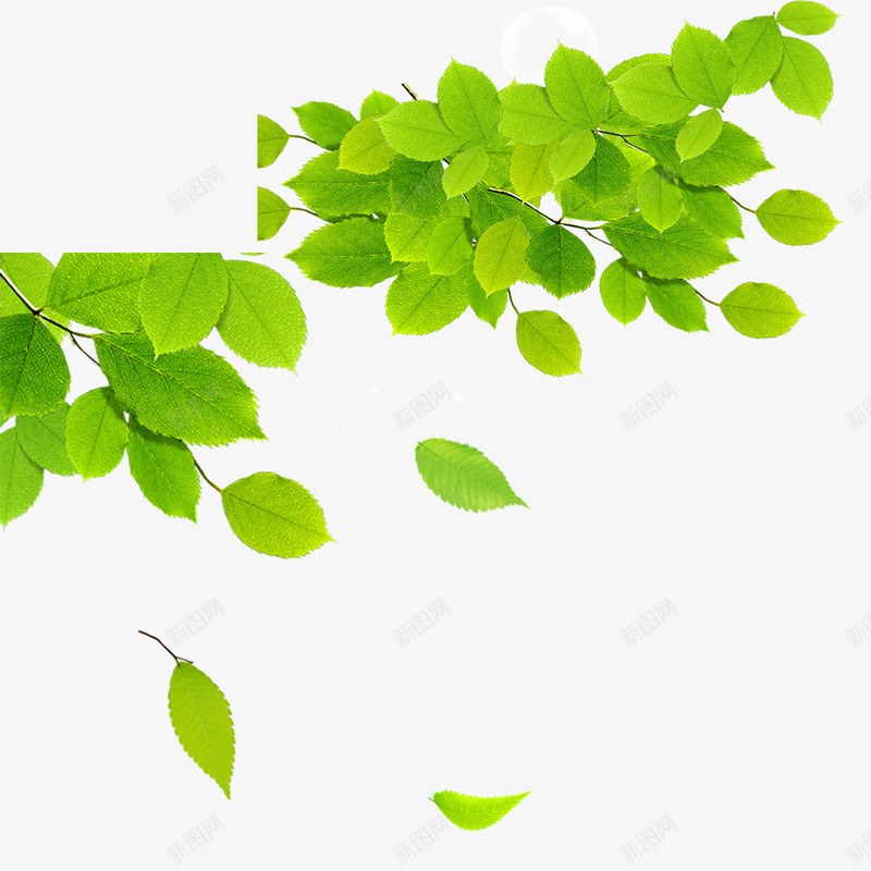 绿色清新树叶png免抠素材_新图网 https://ixintu.com 树叶 树枝 清新 漂浮元素 绿色 自然