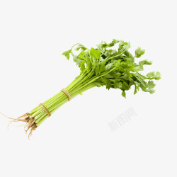蒺藜科植物一把新鲜的水芹菜高清图片