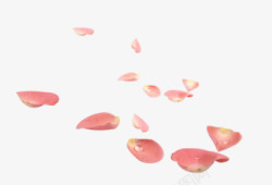 粉色花瓣玫瑰花散落的素材