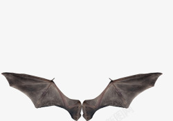 绚丽样式蝙蝠翅膀高清图片