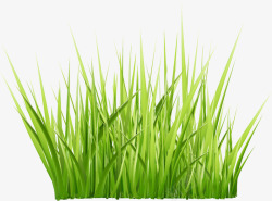 野草PNG绿色草丛装饰图案高清图片