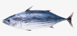 水产食材水产品花鲢鱼高清图片