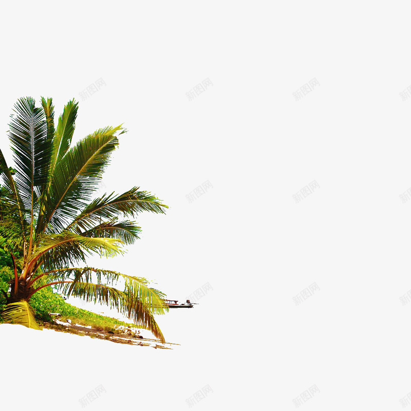 植物椰子沙滩绿色png免抠素材_新图网 https://ixintu.com 植物 椰子 海边 热带