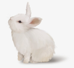 动物哺乳动物白色兔子高清图片