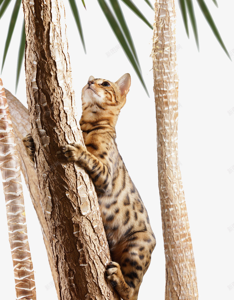爬树的猫咪png免抠素材_新图网 https://ixintu.com 动物 椰子树 沙滩 海报 爬树 猫咪