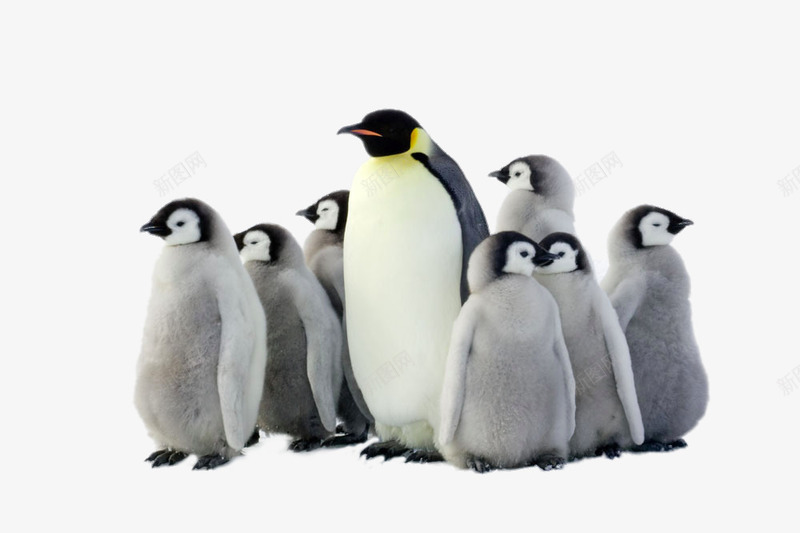 一群企鹅png免抠素材_新图网 https://ixintu.com 免费png素材 动物 北极