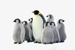 北极动物一群企鹅高清图片