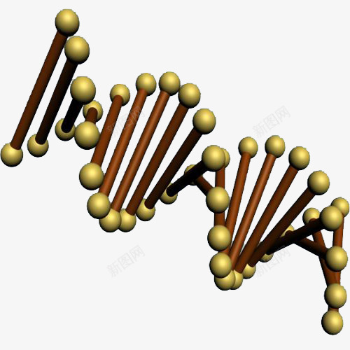 棕色螺旋染色体png免抠素材_新图网 https://ixintu.com 基因链 彩色 螺旋 遗传学