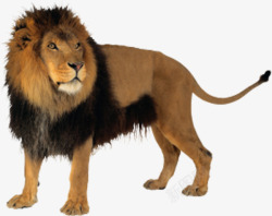 翘尾巴展望中的狮子高清图片