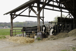 牲畜家禽立体简陋木质牛棚高清图片