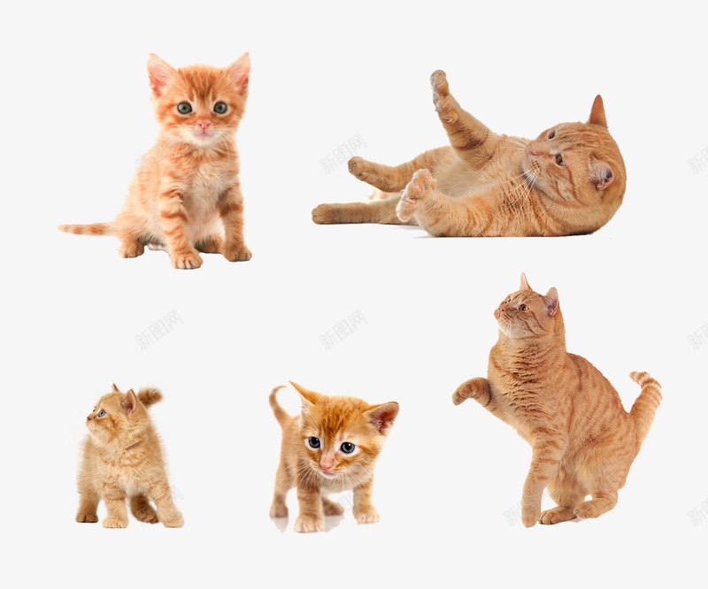 5种形态的小奶猫psd免抠素材_新图网 https://ixintu.com 动物 可爱 宠物 小猫