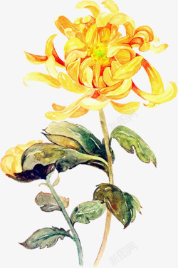 创意手绘黄色的菊花素材