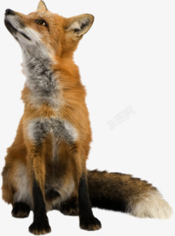 狡猾狐狸高清图片