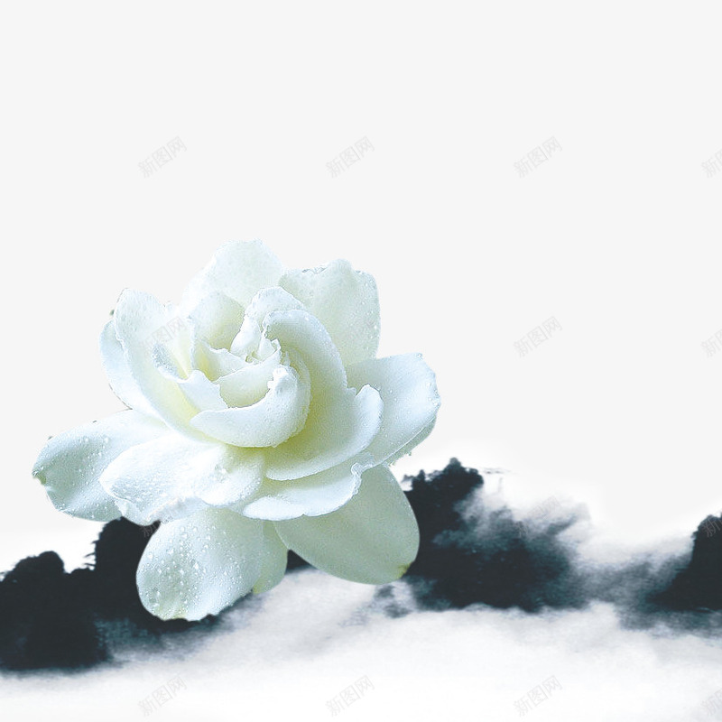 白百合花png图片免费下载 素材0ikajkwwu 新图网