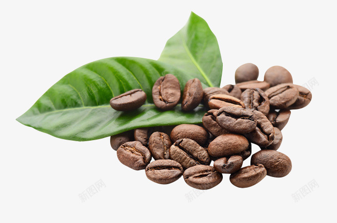 咖啡豆清晰png免抠素材_新图网 https://ixintu.com 咖啡豆 图片 清晰 素材