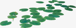 荷叶绿色叶子漂浮素材