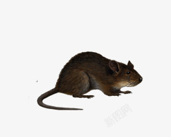 棕色老鼠棕色的老鼠高清图片