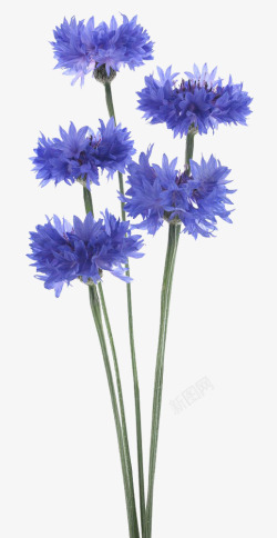 蓝色花束一束矢车菊高清图片