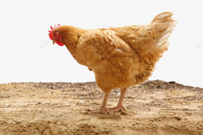 一只母鸡png免抠素材_新图网 https://ixintu.com 免抠 实物 家禽家畜 山鸡 母鸡 设计 鸡年 麻鸡