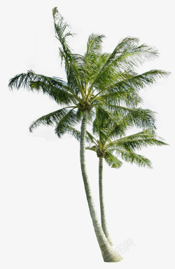 高耸椰子树素材