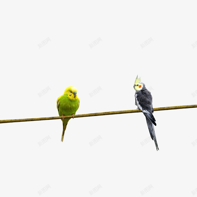 两只鸟在枝头psd免抠素材_新图网 https://ixintu.com 枝头 鸟类