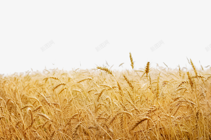 金黄丰收小麦地psd免抠素材_新图网 https://ixintu.com 一片小麦地 丰收小麦 小麦 小麦地 成熟的小麦 粮食 金黄小麦 食品 食材